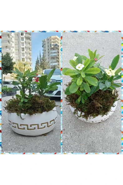 Beton Saksıda Dikenler Tacı Aranjman ürün görseli