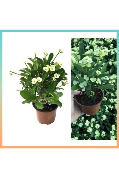 Beyaz dikenler tacı 8.5 saksıda Özel Toprakla - Resim 3