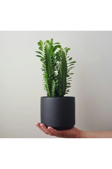 Süt Ağacı Dekoratif Saksıda Euphorbia Trigona