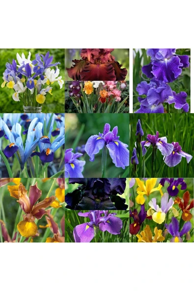 20 Adet İris Süsen Soğanı 20-40 cm Sürgün Vermiş ürün görseli