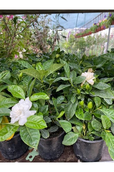 Gardenya çiçeği saksıda ürün görseli 1