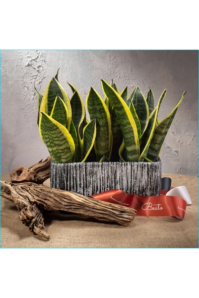 Paşa Kılıcı Dekoratif Saksıda ürün görseli 1