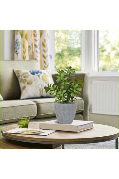 Para Ağacı Bereket, Iyi Şans Ve Para Çiçeği Crassula Ovata Doğal Dekoratif Saksıda