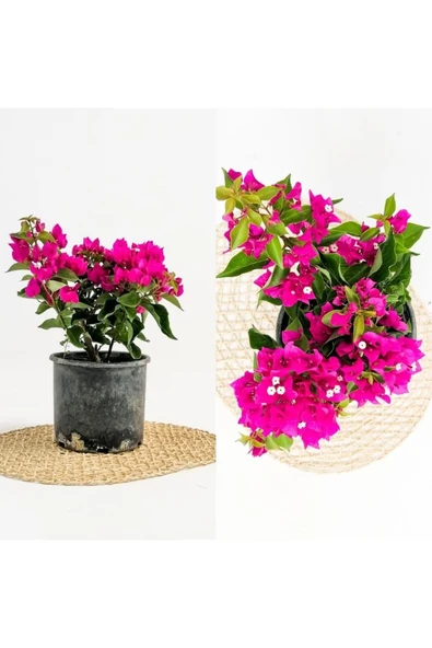 2 Adet Bodur Begonvil Fidanı - Resim 2