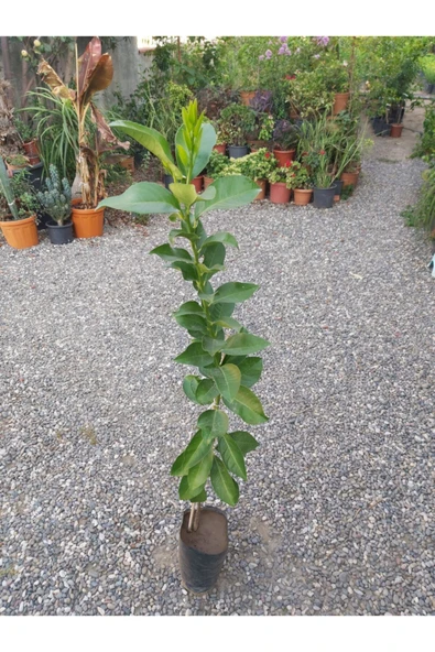 Yediveren Limon Fidanı 150 Cm Tüplü (aşılı Limon Fidanı) ürün görseli 1