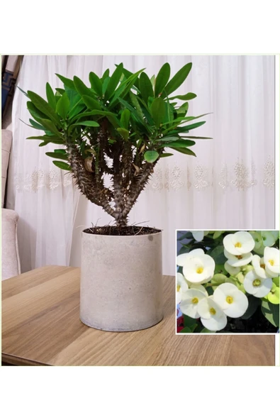 Dekoratif Saksıda Beyaz Dikenler Tacı ürün görseli 1