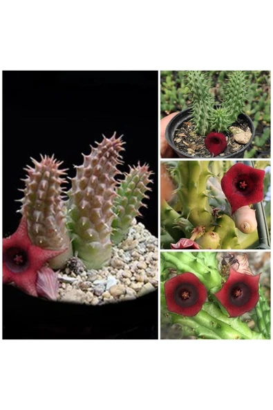 Özel Tür Leş Kaktüsü Huernia Schneideriana 5.59 ürün görseli