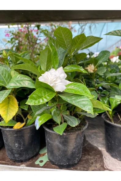 Gardenya çiçeği saksıda - Resim 2