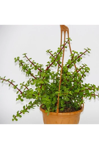 Saksıda Çok Dallı Afra Yeşim Ağacı (bonsai Uygun) ürün görseli