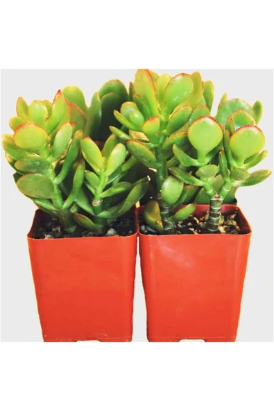 2 Adet Orta Boy Crassula Ovata Şans Para Çiçeği ürün görseli 1