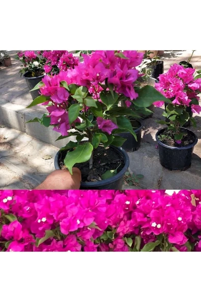 Pembe Begonvil ürün görseli