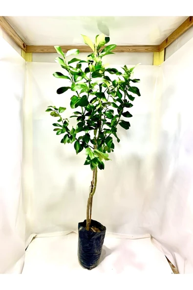 Yazlık Limon Fidanı - Resim 3