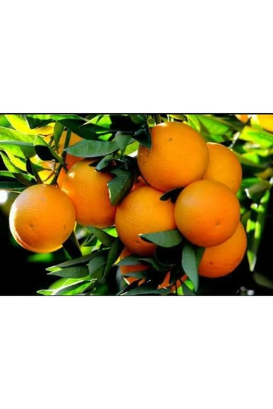 Portakal Fidanı ürün görseli