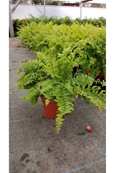 Bodur Aşk Merdiveni ürün görseli 1