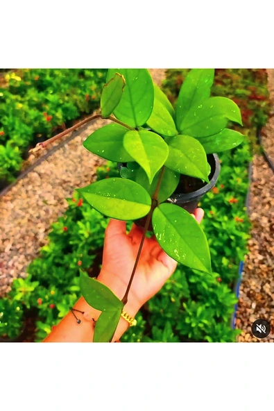 Mum Cicegi ürün görseli