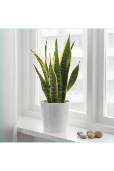 Paşa Kılıcı Dekoratif Saksıda Peygamber Kılıcı ürün görseli 1