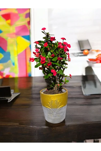 Muhteşem Hediyelik Kırmızı Milli Dikenler Tacı Gerçek Orkide Saksısında - Resim 4