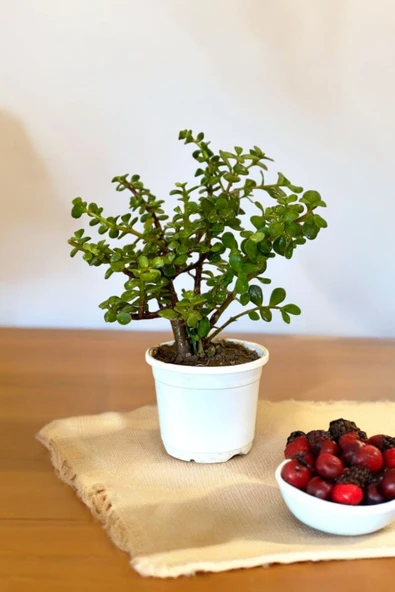 Orta Boy Para Bonsai Para Çiçeği 12 cm saksıda 001 - Resim 3