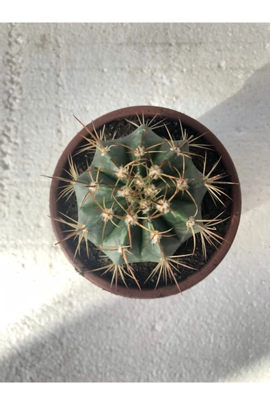 Melocactus Matanzanus 10.5 Cm Saksı - Resim 2