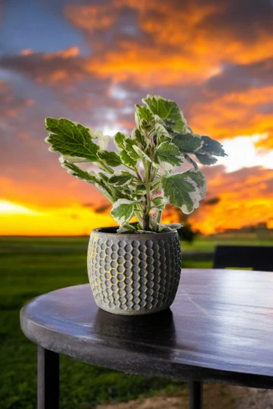 Mini Taş saksıda Cennet Yaprağı Bitkisi Muhteşem Kokulu 5.5 cm Plectranthus Coleoides 001 - Resim 7