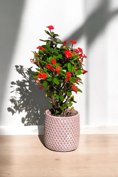 Hisar Saksıda Hediyelik Dikenler Tacı Kırmızı 30-40 cm - Resim 4