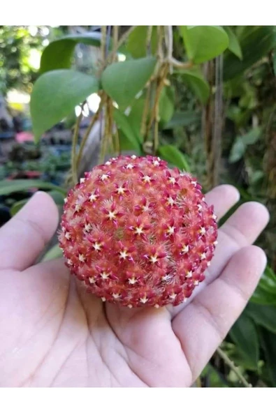 Turuncu Beyaz Mum Çiçeği Fidanı - Resim 3