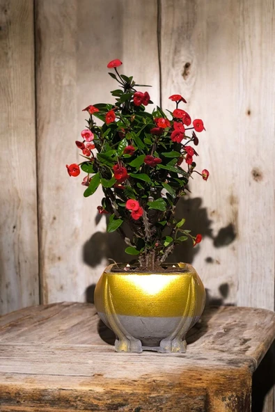 Fil Ayağı Saksıda Hediyelik Dikenler Tacı Kırmızı ürün görseli 1