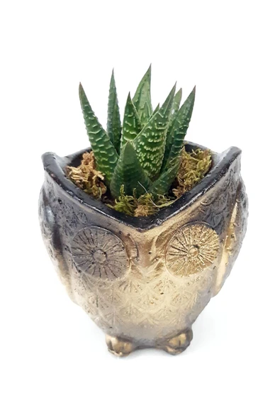 Siyah Gold Desenli Baykuş Saksıda Sukulent Bitkisi - 2