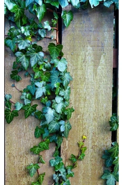 2'li Duvar Sarmaşığı (Hedera helix) ? - Resim 5