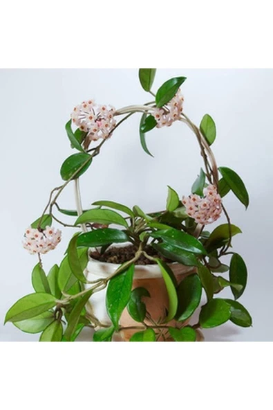 Çok Köklü Mum Çiçeği Hoya Carnosa Askılı Saksıda 0101 ürün görseli