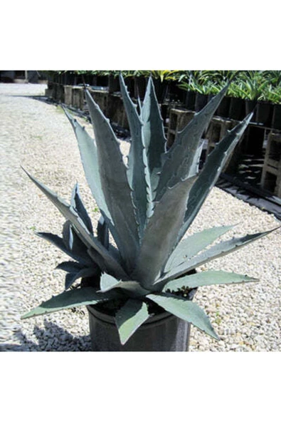 Agave americana (20 lt) ürün görseli 1