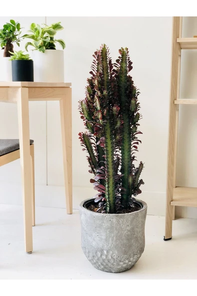 Hediyelik dekoratif saksıda süt ağacı kampanya - 2