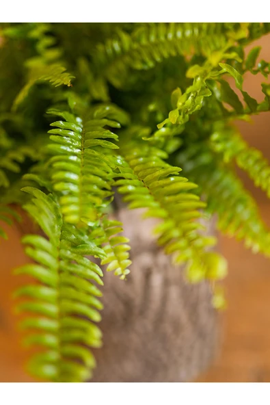 Aşk Merdiveni Fujer Nephrolepis Saksıda Canlı Ev Bitkisi Ofis Bitkisi Salon Bitkisi İç Mekan - Resim 3