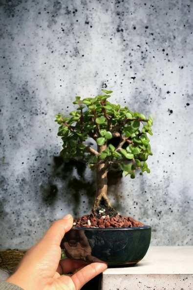 Bonsai para ağacı dekoratif saksıda - 2