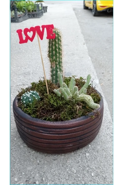 Beton Saksıda Kaktüs Aranjman ürün görseli 1