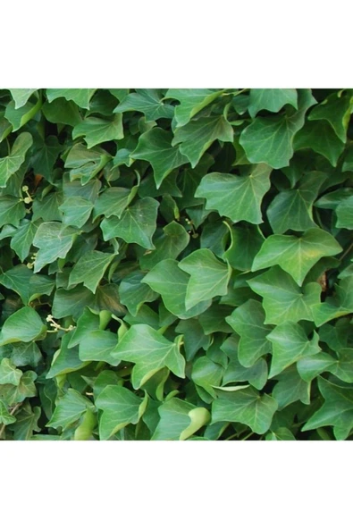 2'li Duvar Sarmaşığı (Hedera helix) ?