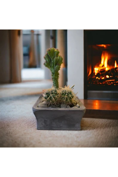 Dekoratif Gri-Gold Taş Saksıda Kaktüs Aranjmanı - Resim 3
