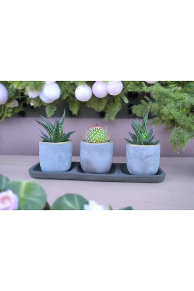 Üçlü taş saksıda kaktüs sukulent seti 01 ürün görseli