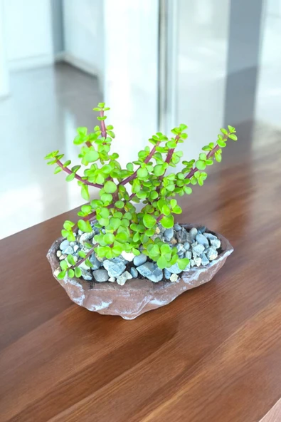 Dekoratif taş kayık saksıda afra para çiçeği - Resim 2