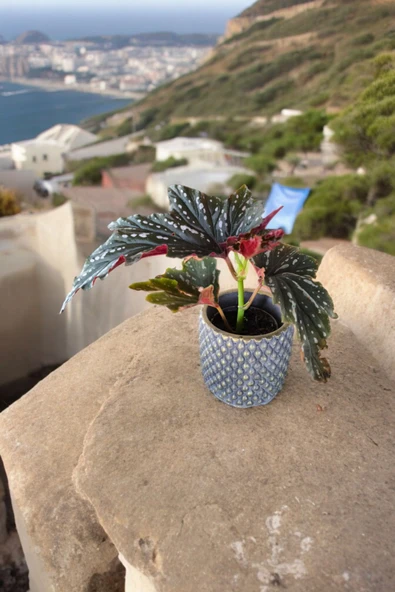 Bodrum Dizayn Taş Saksıda Çilli Begonya - Resim 3