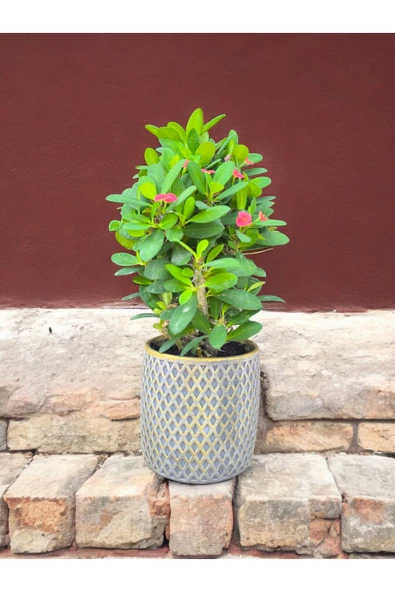 Dekoratif mozaik saksıda dikenler tacı ürün görseli