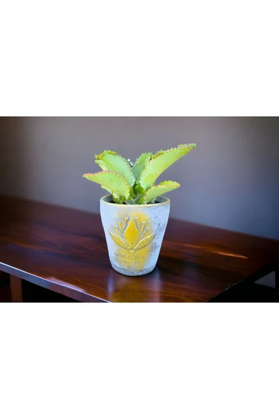 Peygamber gözyaşı çiçeği ürün görseli