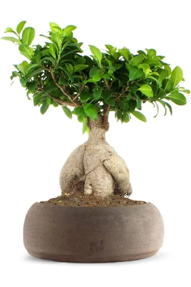 Dekoratif Saksıda Ficus Bonsai ürün görseli