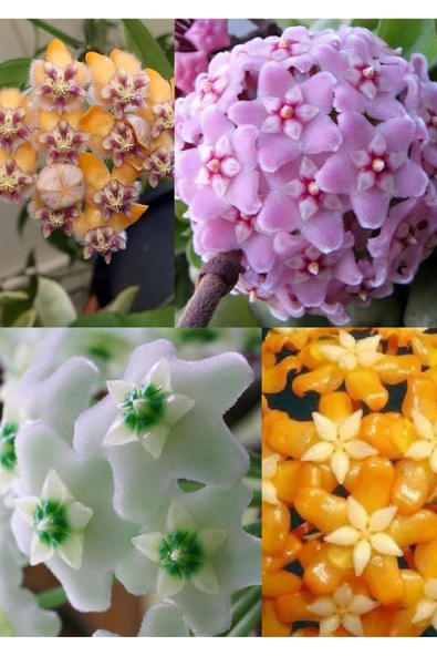 4 çeşit özel tur mum fidanı 4 ayrı saksıda - Resim 3