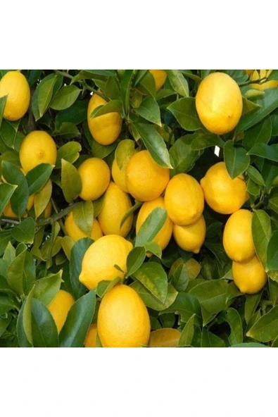 Limon Fidanı Tüplü ürün görseli