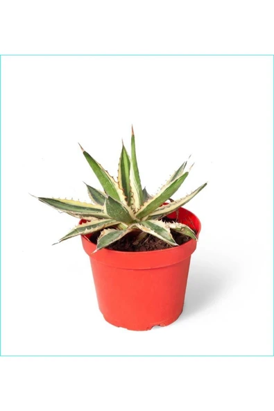 Alacalı Agave 8.5 Saksılı Nmsn ürün görseli