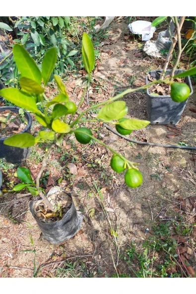 Mandalina Fidanı (RİZE MANDALİNASI) - Resim 5