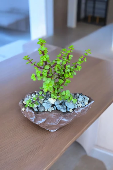 Dekoratif taş kayık saksıda afra para çiçeği - Resim 3