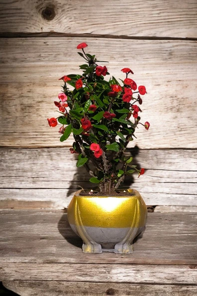 Fil Ayağı Saksıda Hediyelik Dikenler Tacı Kırmızı - Resim 3