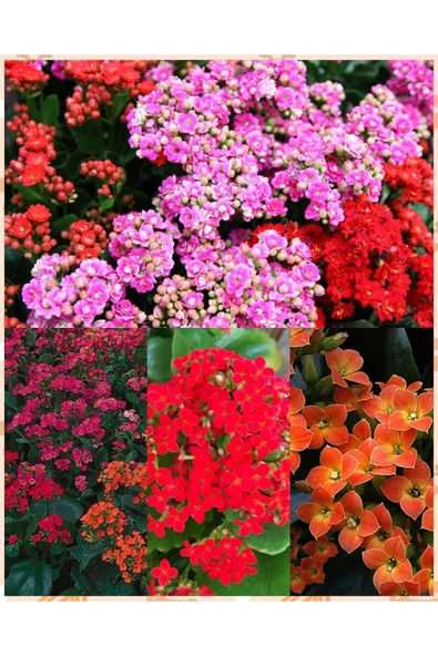 200 Adet Kalanchoe Kalanşo Fidesş ürün görseli 1